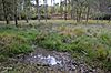 Wavendon Heath Ponds