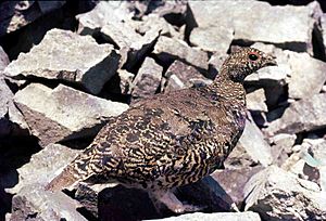 White-tailed Ptarmigan. Highwood, Alberta