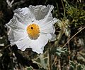 White poppy Argemone munita close