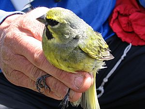 Yellow-bridled finch male