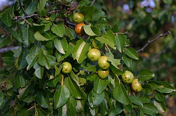 Ziziphus mucronata00