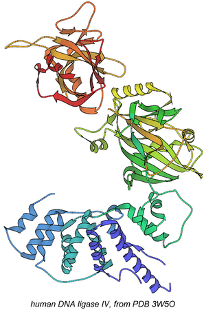 3w5o DNA-ligase rib