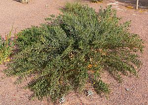 Acacia redolens 1.jpg