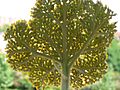 Achillea filipendula detalle corimbo