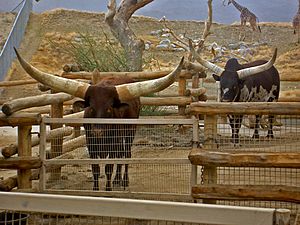 Ankole-Watusi-cattle