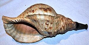 Antique Japanese horagi (conch shell trumpet)