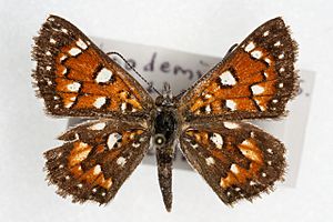 Apodemia mormo cythera.JPG