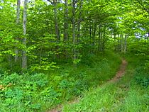 Appalachian-trail-silers-bald-w1