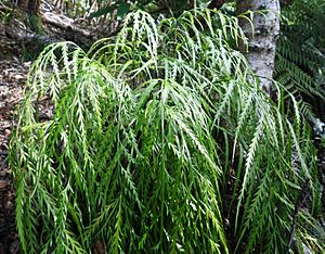 Asplenium flaccidum 11.JPG