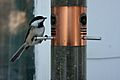 Back Capped Chickadee