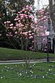 Baden-Baden-Lichtentaler Allee-158-Magnolie bei LA8-2014-gje