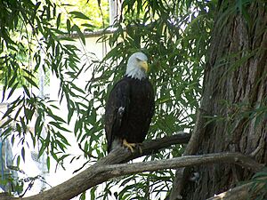 BaldEagle-At-WillParkZoo