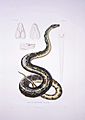 Boa constrictor eques Bonte pl04