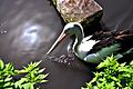 Brillenpelikan (Pelecanus-conspicillatus) Weltvogelpark Walsrode 2010