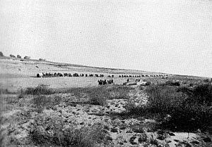 British ambulance wagons after the Battle of Rafa in 1917