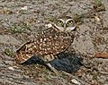 Burrowing Owl Florida