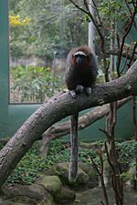 Callicebus ornatus.jpg