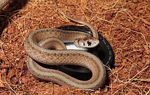 Captive Dekay's Brownsnake.jpg