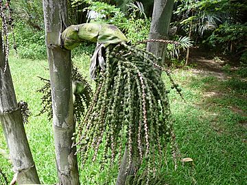 Caryota urens 0005