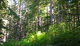 Chilkoot Rainforest