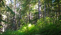 Chilkoot Rainforest