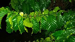 Coffee flowers