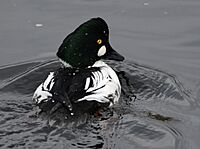 Common Goldeneye with nictitating membrane