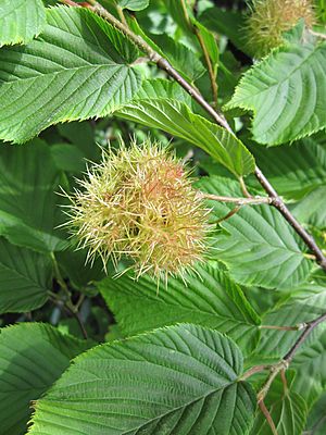 Corylus ferox.jpg