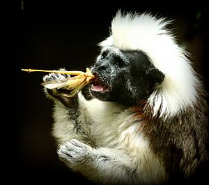 Cottontop tamarin