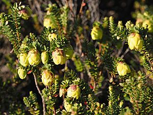 Darwinia collina 1.JPG