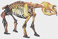 Diprotodon