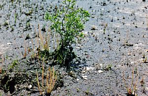 Drosera filiformis, NJ