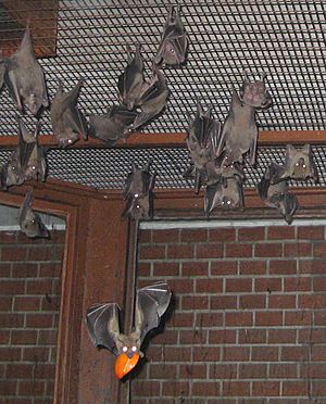 Egyptian fruit bats