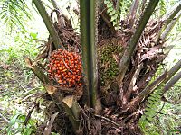 Elaeis guineensis fruits on tree