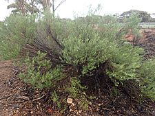 Eremophila rugosa