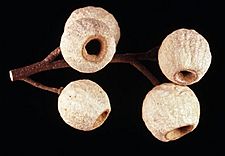 Eucalyptus buprestium fruit