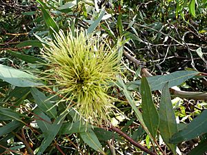 Eucalyptus megacornuta (1)