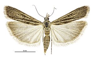 Eudonia atmogramma female.jpg