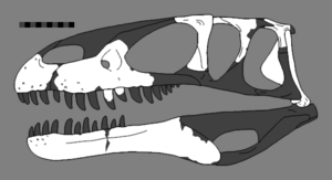 Eustreptospondylus reconstructed skull