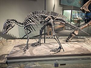 FMNH Maiasaura fossil skeleton.jpg