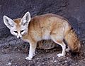 Fennec Fox Vulpes zerda.jpg