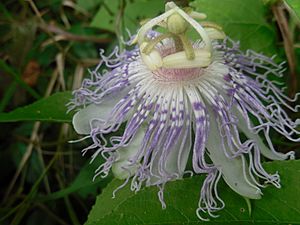 File-Passiflora incarnata 3