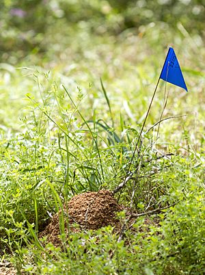 Fire ant mound (16371103174)