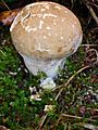 GT Pestle Puffball Handkea (Calvatia) excipuliformis