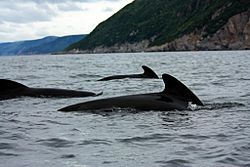 Globicephala melas Cape Breton group