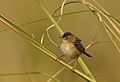 Golden-headed Cisticola AMSM1384