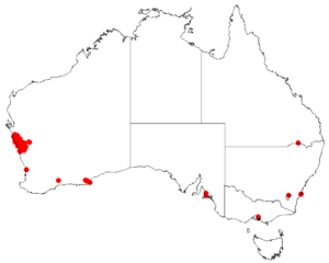 Hakea pycnoneuraDistMap116.png