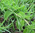 IndianBorage