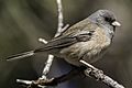 Junco hyemalis mearnsi 116674975 (cropped)