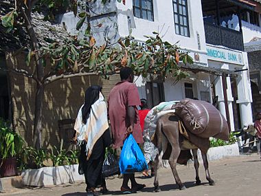 Lamu eseltransport